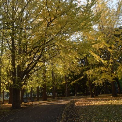 2017 秋の銀杏並木　( 根岸森林公園 )