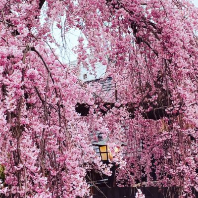 仙台の桜　情報　2022年4月